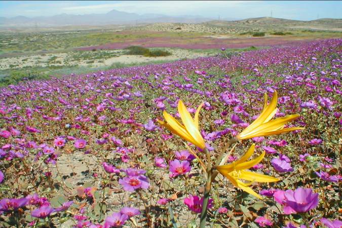 Spring in Tunisia