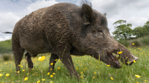 wild boar tunisia