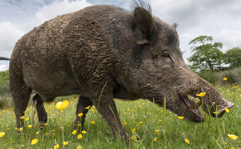 Wild Boar & Thrush Hunting in Tunisia