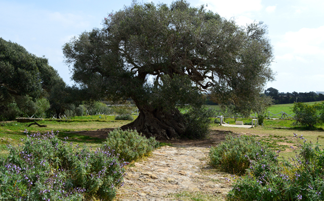 Old olive tree in Tunisia